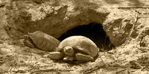 Mauretanien Schildkrten