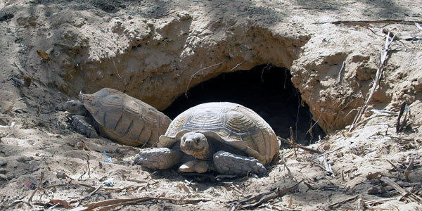 Mauretanien Schildkrten